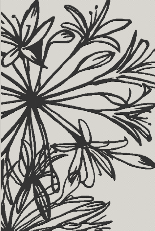 Picture of AGAPANTHUS MONO RUNNER