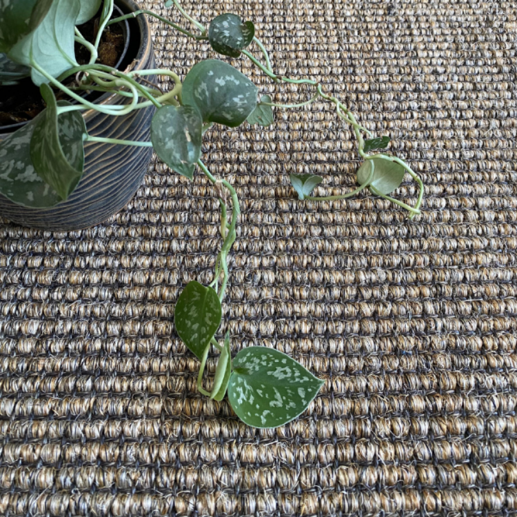 Picture of SISAL PEPPER RUG